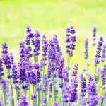 lavender