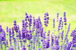 lavender